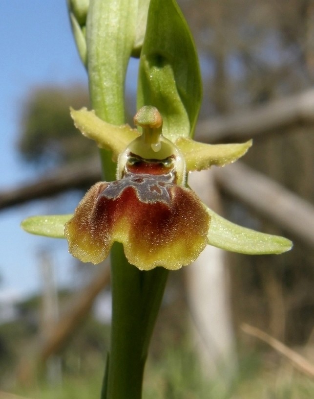 Ophrys sphegodes